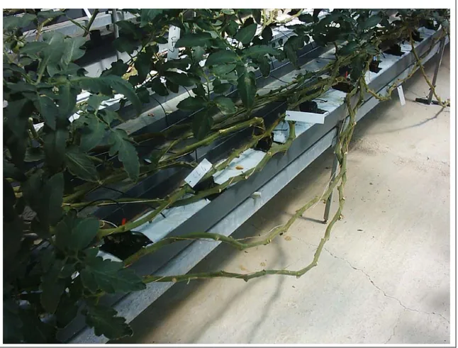 Fig. 5.1. Particolare dei fusti defogliati e appoggiuati sul bancale nella coltura a  “ciclo lungo” di pomodoro