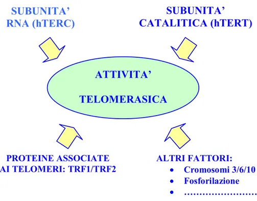 Fig. 3 Componenti del complesso enzimatico, quali potenziali “target” di  regolazione dell ’attività telomerasica (Keith et al., 2001)