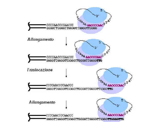 Fig. 4 Modello di azione dell’enzima telomerasi nel processo di  sintesi del telomero