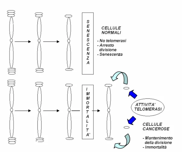 Fig. 5 Regolazione della lunghezza dei telomeri nelle cellule normali e  cancerose ad opera della telomerasi ( Keith et al., 2001)