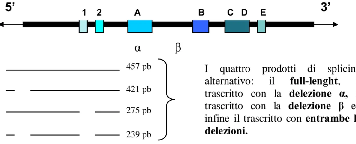 Fig. 6 Diagramma della molecola dell’mRNA di hTERT. Sotto, i rispettivi  quattro prodotti derivati dallo splicing alternativo