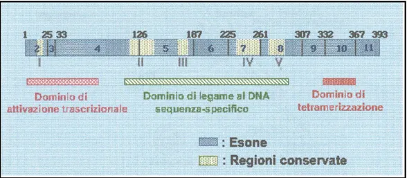 Fig. 7  Struttura del gene p53. 