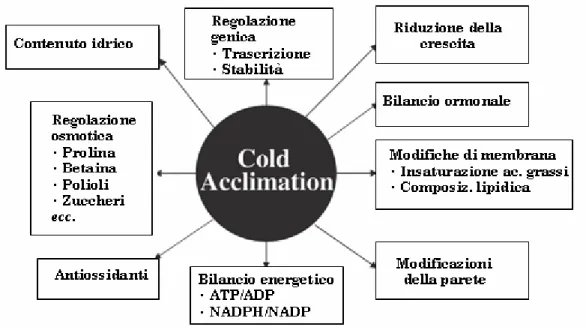 Figura 1.4. Principali processi interessati dall'acclimatazione (adattato da Xin e Bro-