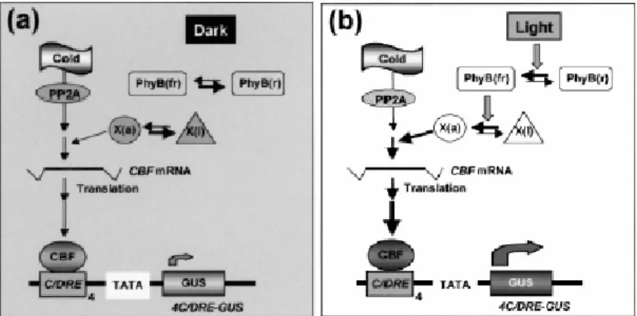 Figura 1.7. Modello per l'attivazione luminosa dei geni CBF. Le frecce spesse e sottili 