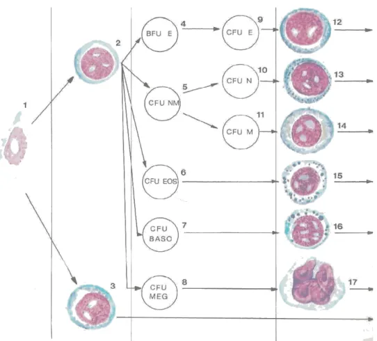 Fig. 4.3  Schematizzazione della differenziazione delle cellule staminali.1 cellula staminale totipotente;2  cellula staminale mieloide (GEMM); 3  cellula staminale linfoide; 4 BFU-E ; 5  NM;  6  CFU-Eos; 7 CFU-Baso; 8 CFU-Meg; 9 CFU-E; 10 CFU-N; 11 CFU-M;