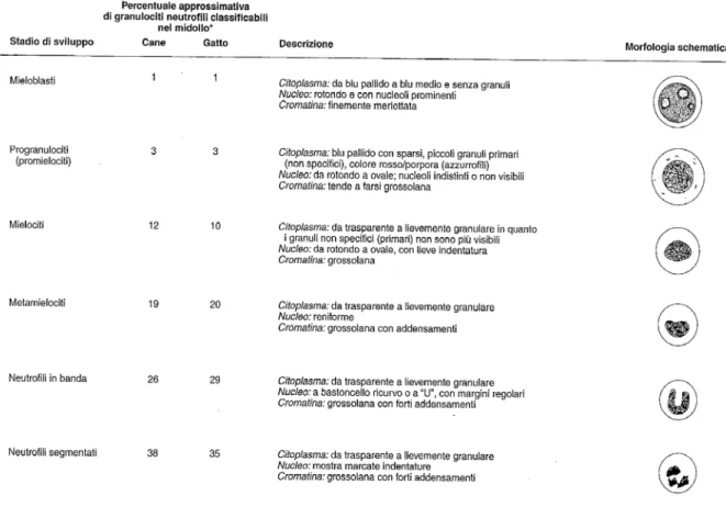 Fig. 6.3   Schematizzazione degli stadi di sviluppo dei neutrofili  riferito a cane e gatto