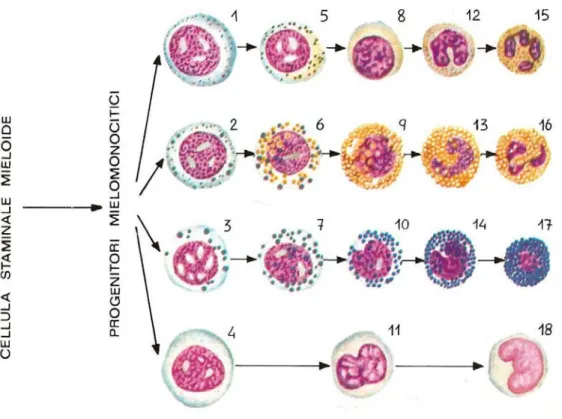 Fig. 7.3  Linea granulocitica.1 mieloblasto neutrofili;2 mieloblasto eosinofilo;3 mieloblasto basofilo;4  monoblasto;5 promielocita neutrofilo;6 promielocito eosinofilo;7 promielocito basofilo;8 mielocito  neutrofilo;9 mielocito eosinofilo;10 mielocito bas