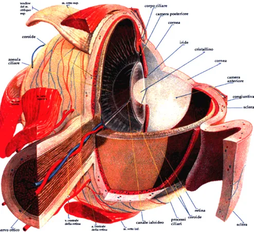 Fig. 1.2.1: Struttura anatomica dell’occhio. 