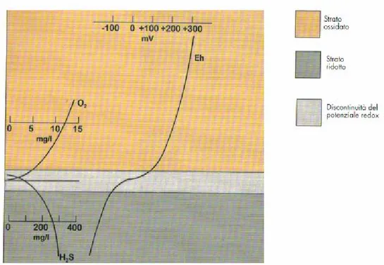 Figura 1.8 Andamento del potenziale redox all’interno del sedimento  