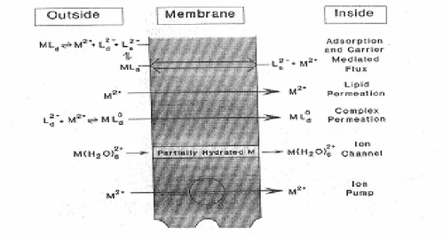 Figura 1.9 Alcuni meccanismi di assunzione di metalli attraverso la membrana cellulare 