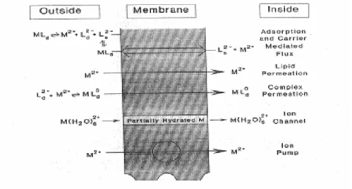 Figura 1.9. Alcuni meccanismi di assunzione di metalli attraverso la membrana cellulare 