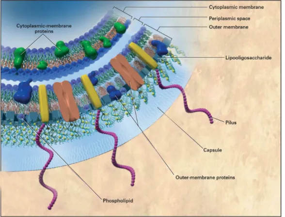 Figura 2.1: Struttura biochimica esterna del meningococco (da www.meningitis.com)