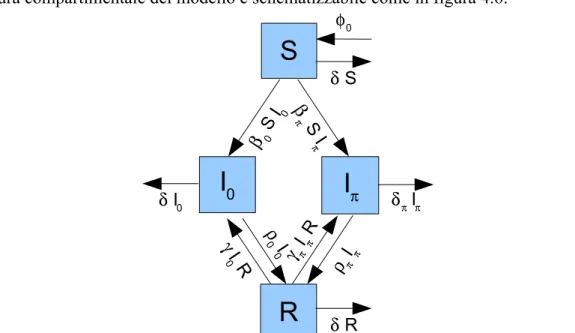 Figura 4.6: Schema compartimentale del modello between-host semplice di Ancel Meyers et al.RSβ S0 I0βπ S Iπρ Iππγ Iππ Rρ0 I0γ I0 Rφ0δ SIπδπ IπI0δ I0δ R