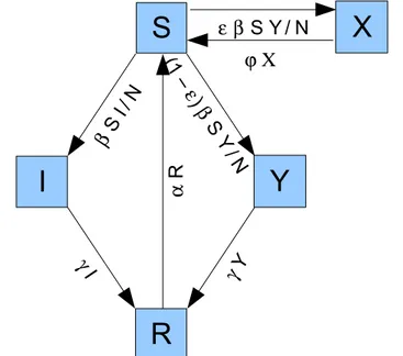 Figura   4.5:   Schema   compartimentale   del   modello   di   Stollenwerk et al.I YRS Xβ S I / N(1 –ε) β S Y / Nγ Yγ Iα Rε β S Y / Nϕ Χ
