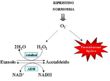 Figura 1.2: Schema della funzione di detossificazione dell’acetaldeide nei tessuti vegetali durante il ripristino di condizioni normossiche