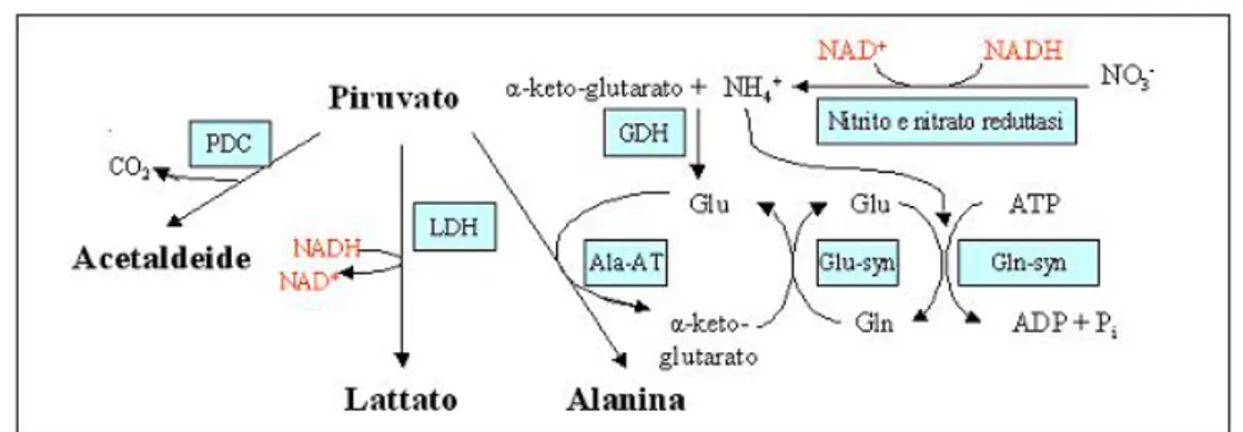 Figura 1.3: meccanismi biochimici di rigenerazione del NAD + nei tessuti vegetali. Il possibile ruolo dell’emoglobina ` e schematizzato in figura 1.1
