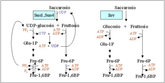 Figura 1.4: Confronto dei primi passaggi della via glicolitica mediati da saccarosio sintasi e invertasi
