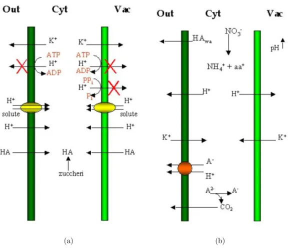 Figura 1.7: Rappresentazione schematica degli eventi di acidificazione citoplasmatica in anossia e delle strategie attuate dalla cellula per limitare tale fenomeno
