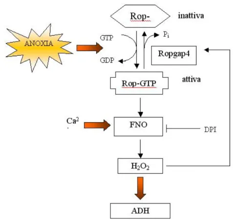 Figura 1.8: Rappresentazione schematica del ruolo delle Rop nella trasduzione del segnale anossico.