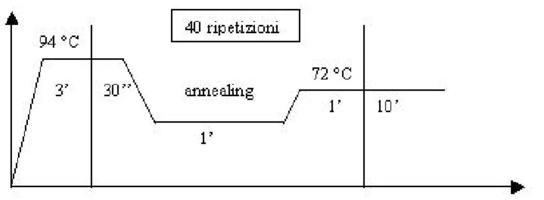 Figura 3.1: Rappresentazione schematica dei cicli termici impiegati per la reazione di amplificazione