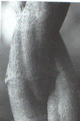 Figura 5 la liana Banisteriopsis Caapi