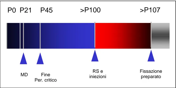 Figura 2.1 - Schema del protocollo di deprivazione monoculare e microiniezione intracorticale