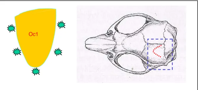 Figura 2.2 - Localizzazione dei siti d'iniezione in riferimento al cranio di ratto. 