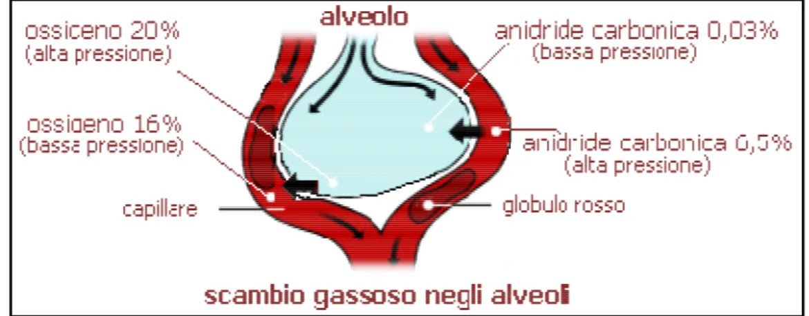 Figura 1.3: Scambio alveolare di ossigeno ed anidride carbonica 