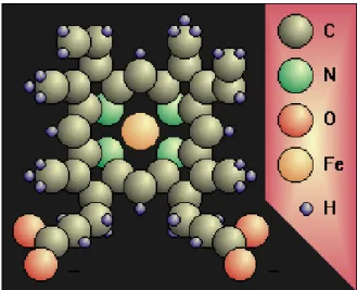 Fig 1.4.: Molecola di emoglobina; C, carbonio; N, azoto; O, ossigeno; Fe, ferro; H,  idrogeno