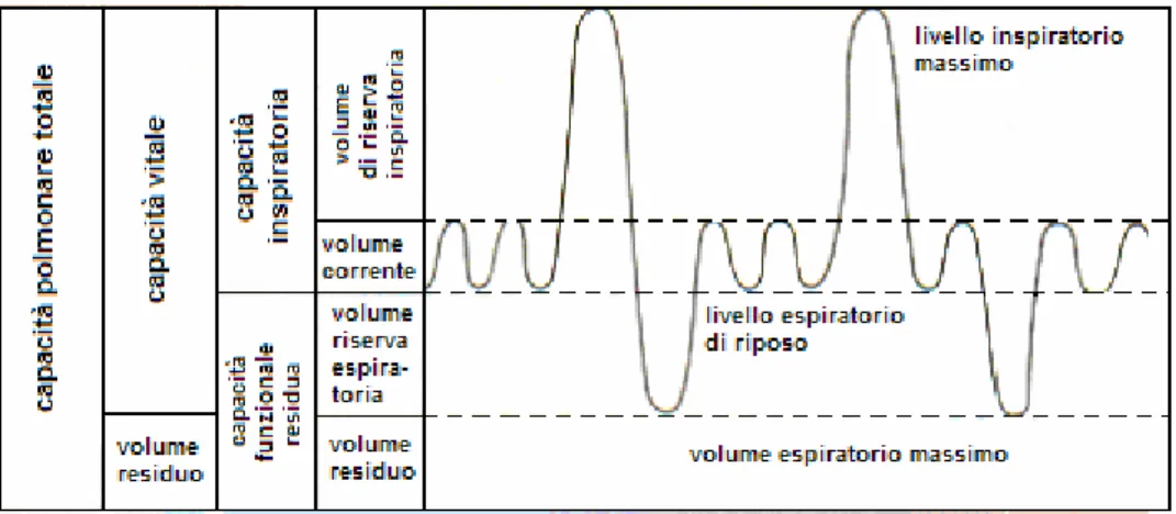 Figura 1.1: Volumi e capacità polmonari 