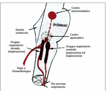 Figura 1.2: Centri nervosi per la regolazione della respirazione 