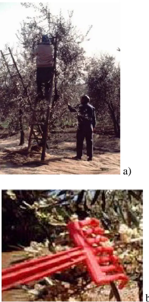 Figura 5.  a) Raccolta manuale mediante l’uso di scale appoggiate all’albero (da:  www.paterna.it); b) pettine in plastica di piccole dimensioni utilizzato  per agevolare la brucatura (da: www.Icnet.it)
