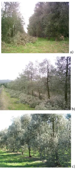 Figura 14.  Oliveto intensivo del 1987 allevato a monocono. a) Oliveto durante la  fase di potatura (marzo 2006): a sinistra fila di olivi potati, a destra fila  di olivi non potati; b) oliveto dopo l’intervento di potatura di  produzione (aprile 2006); c)