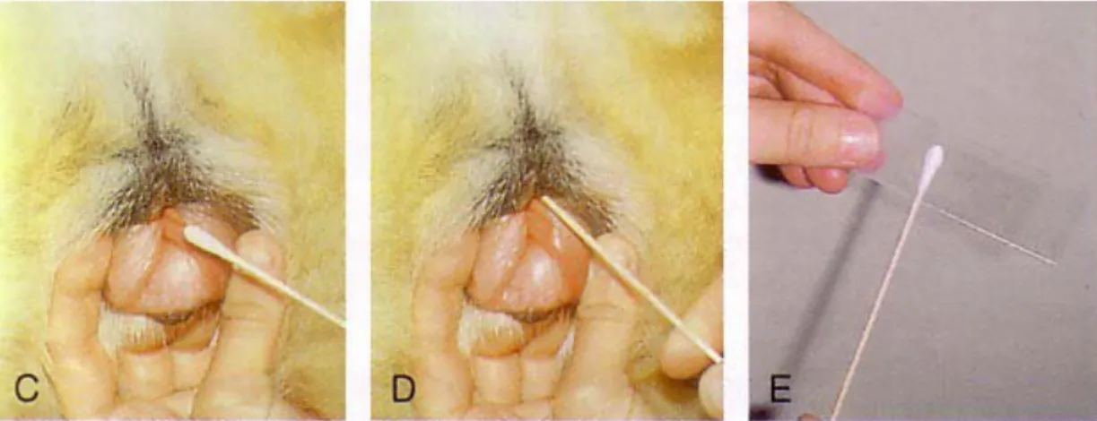 Figura n°6:  C e D: Veduta caudale della femmina da esaminare con dimostrazione del 