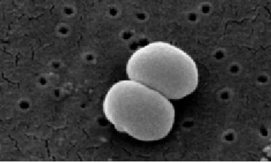Figura 1.   Microscopio a scansione: staphylococcus                                                (Scharf Photo.com) 