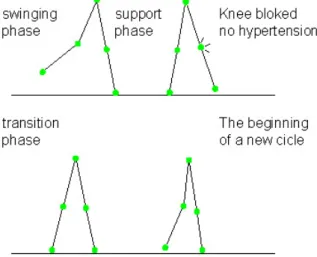 Figure 1.1: Cycle of the gait 