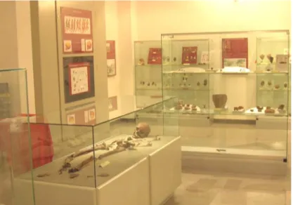 Figura 5: Interno dell’esposizione archeologica di Orentano                                                   
