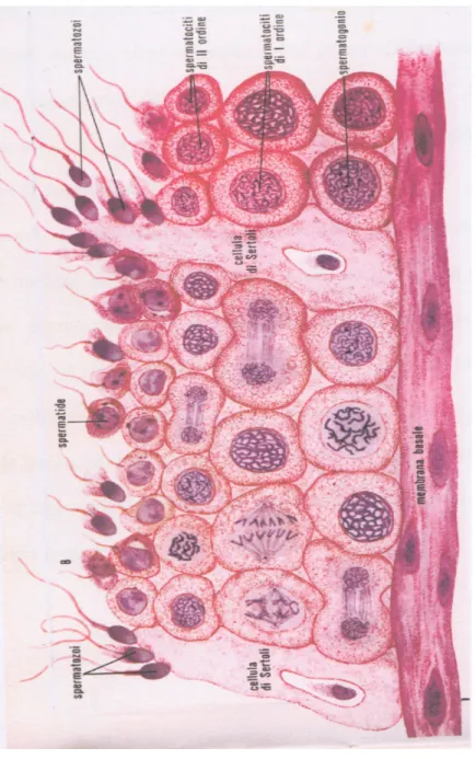 Fig.  3  Ricostruzione  microscopica  della  parete  dei  tubuli  seminiferi.  (Mancuso  S.,  Saccomani  R