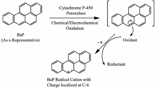 Figura  2.  Formazione  di  un  radicale  cationico  attraverso  la  reazione  catalizzata dalla perossidasi P450