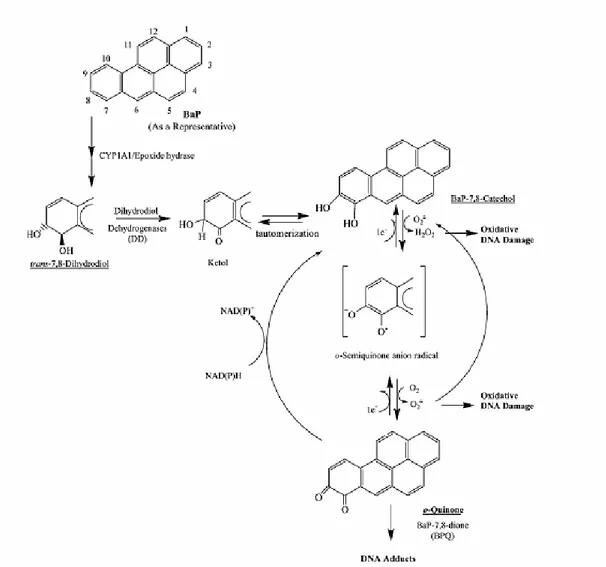 Figura 3. Attivazione metabolica dei PAHs attraverso l’azione dell’enzima  diidrodiolo deidrogenasi