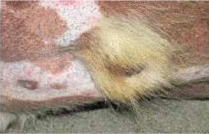 FIGURA 4.5.D - Particolare della coda: alopecia e iperpigmentazione della porzione dorsale