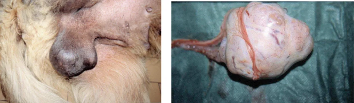 Figure 6.6.2 A e B. Particolare dello scroto e del testicolo in cane affetto da sertolioma