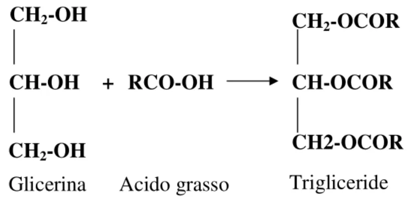Figura 3 Rappresentazione della formazione di un trigliceride