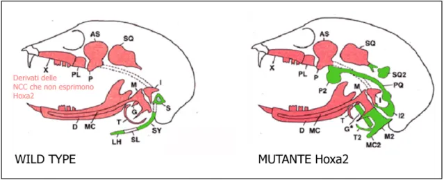 Fig 5. Rappresentazione   schematica delle alterazioni riscontrate nello scheletro craniofacciale  del  topo  mutante  Hoxa2-/-