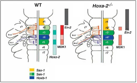 Fig  6.  Riassunto  schematico  delle  alterazioni  riscontrate  nel rombencefalo  del  topo  mutante  Hoxa2-/- a  10,5  dpc