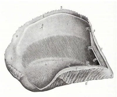 Fig 4.  Scatola cornea di un unghione bovino 