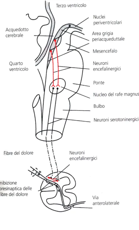 Figura B. Il sistema encefalico-spinale per l’analgesia e l’inibizione dei segnali dolorifici in entrata a livello del midollo spinale.