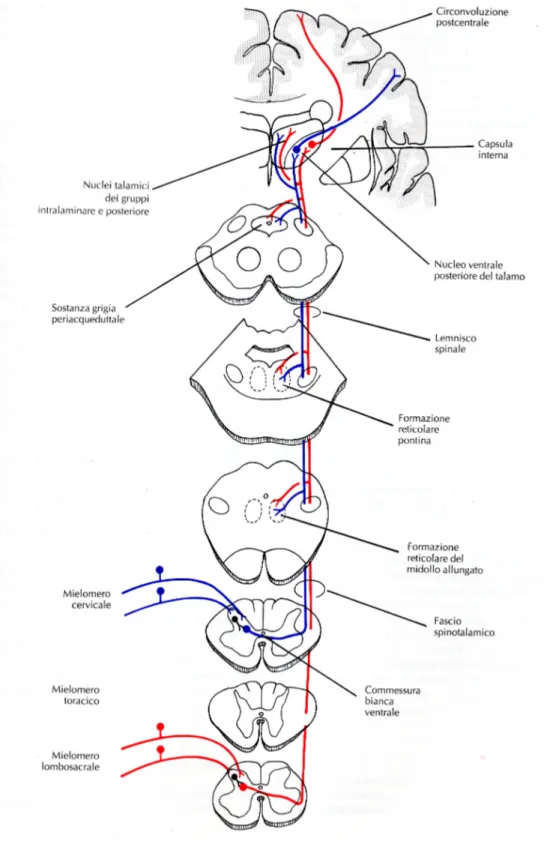 Figura  A.  Sistema  spinotalamico  per  la  sensibilità  dolorifica,  termica,  tattile  e pressoria.