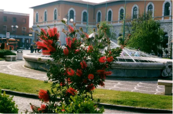 Foto 3:  Esempio di utilizzo di Callistemon come “arredo” urbano, nello specifico presso la  stazione ferroviaria di Pisa Centrale 