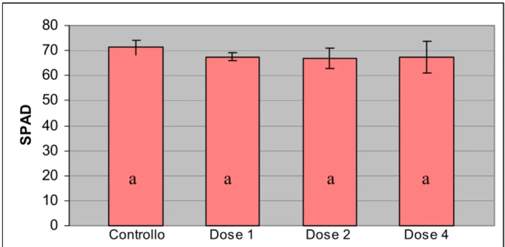 Fig. 18:  Stima del contenuto in clorofilla mediante metodo indiretto colorimetrico (SPAD)  dopo tre mesi dal trattamento per via fogliare con 1, 2 e 4 ml/l di Topflor  